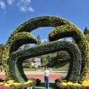 돼지천만마리 | 익산 천만송이국화축제 2025 처음으로 다녀온 후기