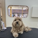 네추럴 그루밍 이미지