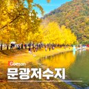 삼합낚시터 | 충북 단풍구경 가볼만한곳 괴산 문광저수지 은행나무길 둘레길 주차장 11월 6일 실시간