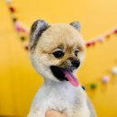 아이러브독 애견미용실 이미지