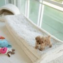 토이파티 이미지