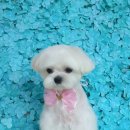 뽀송뽀송애견놀이방 이미지