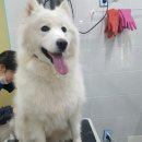 일산그루밍캐나다 이미지