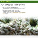 맛있기로 소문난 괴산 고랭지 절임배추 예약판매중~~ 이미지