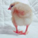 이도식당 이미지