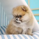 도그마루 강아지 고양이 양산화명점 이미지