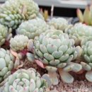 화이트팜(주) 이미지