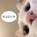 교동십원빵 이미지