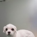 위즈펫동물병원 이미지