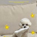 미용해주개 이미지