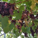 예닮농장 이미지