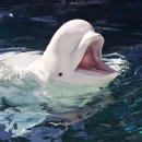 귀염댕이 이미지