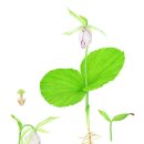 우리 꽃 세밀화 이미지