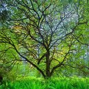 [명상음악] Tim Mac Brian - Emerald Forest 이미지
