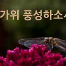 아침흙향