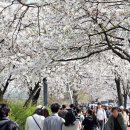벚꽃길 Daum카페