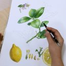 [성인] 색연필로 그리는 꽃 그림 보태니컬 아트 이미지