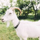 야곱이네염소 이미지