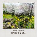 예래동 주민센터 밑 | 서귀포 벚꽃 봄나들이 만개한 예래동 벚꽃길 코스