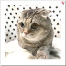 아이조아 | 부산고양이입양 아이조아보호소에서 입양한 후기