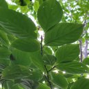 고급 목기의 재료로 쓰이는 노각나무 (모란 帽蘭) 이미지