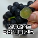 포도도 - 경주시 사정로 58 | 보투아몽드 국산 캠벨포도 1kg 후기 🍇 여름 제철과일답게 달콤했던 캠벨포도 추천