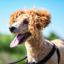 강아지산책 이미지