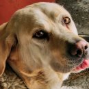 호식이두마리치킨영천4호점 이미지