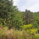 강서구-36 이미지