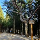 상행농장 | 평창 가볼만한곳 애니포레 모노레일 자연 속에서 힐링 여행