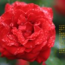 전금순 Daum카페