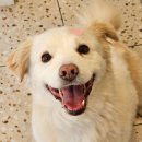 석바위도서관 | 인천강아지미용 몽개구름 돈많이 위생미용 후기