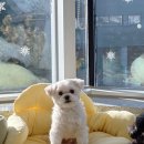 벨르시앙 이미지