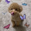 그루머웅 이미지