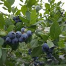 다움농장 이미지