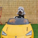 애견카페,애견유치원 멍선생 이미지