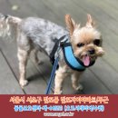 강아지실종신고, 서울시 서초구 반포동 반포자이아파트에서 실종된 요크셔테리어 강아지를찾습니다! 이미지