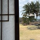 금성 담쟁이 이미지