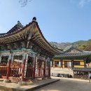 예산불교사 | 충남 예산 천년고찰 수덕사, 문화유산 사찰 벚꽃 여행