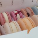 비비드마카롱 이미지