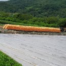 함양톱밥 이미지