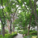 퇴계동 984 (무릉2공원) 이미지