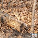 [진천 농다리 &amp; 초평호미르309 &amp; 생거진천하늘다리] #주차장 #관람소요시간 #둘레길한바퀴 #진천가볼만한곳