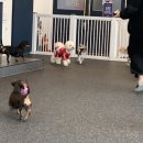 빈스 앤 멍 | 동네 단골 애견카페 : 빈스앤멍/커멍커멍