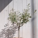 올리브나무 이미지