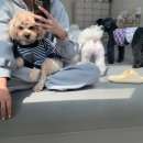 댕겨올개 이미지