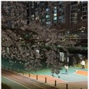 온천천시민공원 동백 이미지