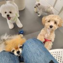 에덴유치원 | 24시 애견 호텔 운영되는 화곡동 애견 유치원 다녀온 후기, 에덴애견유치원호텔