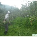 쌍둥이네 농장 이미지