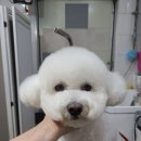 놀러와캣독 이미지